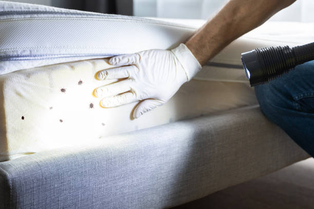 Reliable University Park, MD Pest Control Solutions